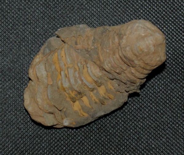 Trilobit Calymene